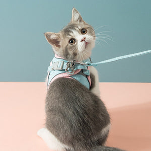 Pet Accessories